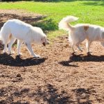 dogs in play yard