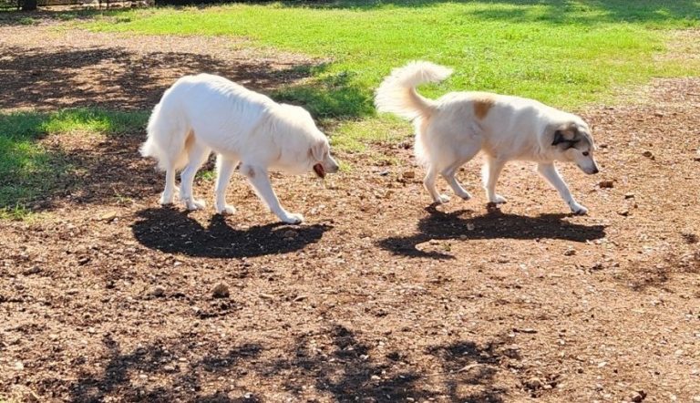 dogs in play yard